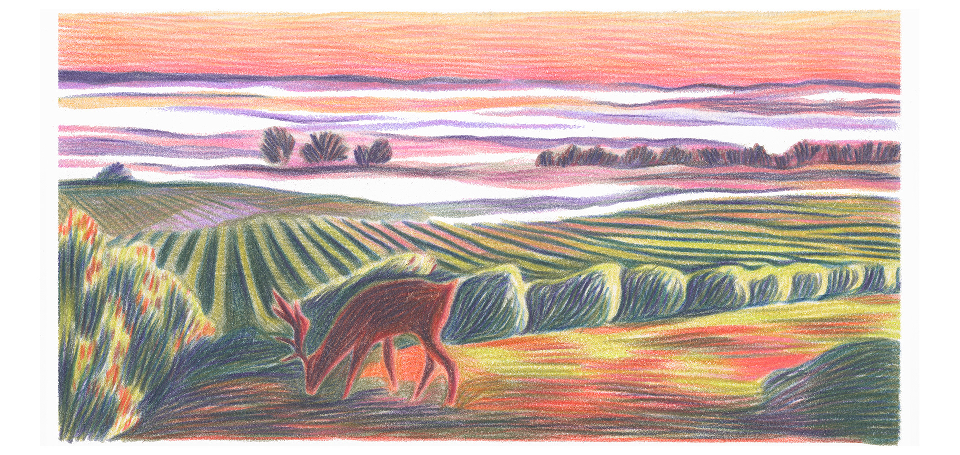 caroline peron illustration crayon de couleur vin vignes