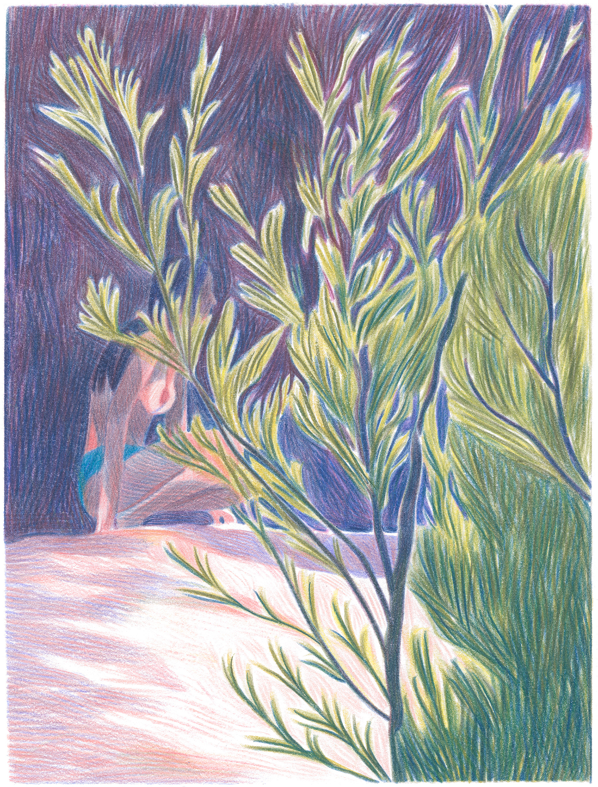 caroline péron peron dessin arbre crayon de couleur