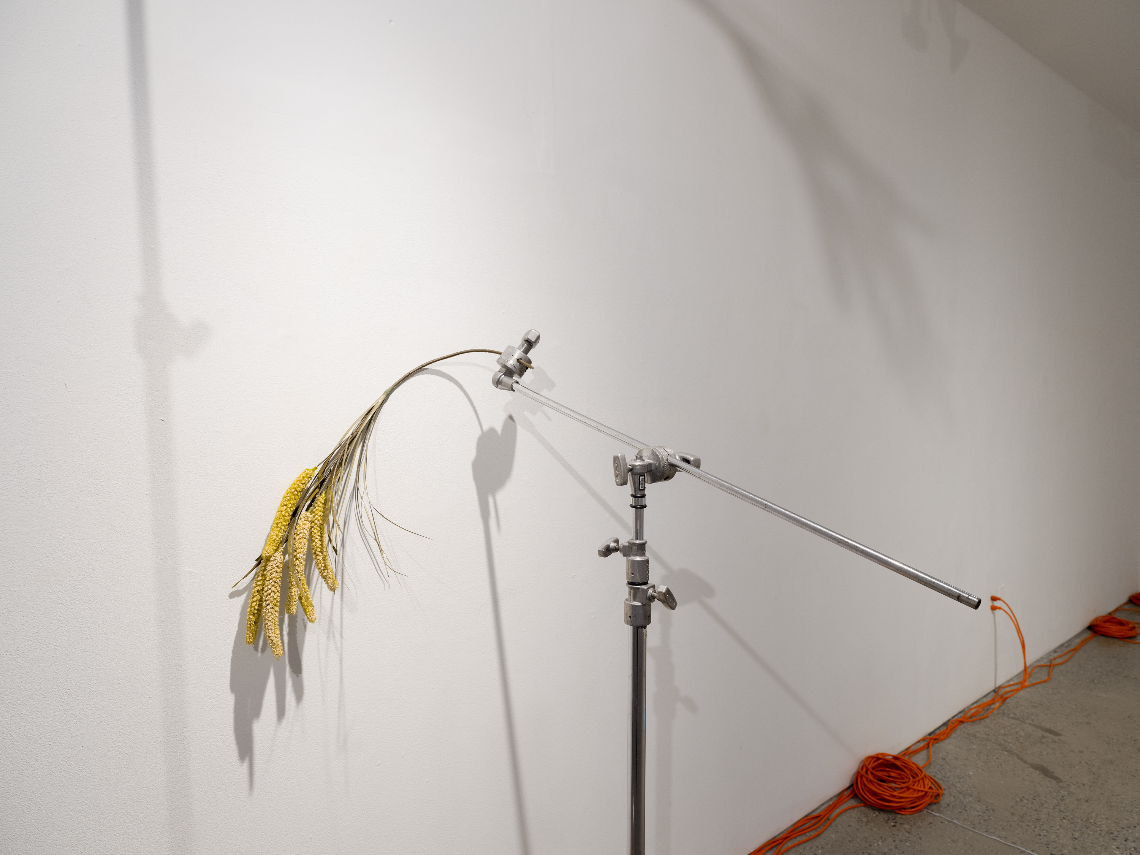 '-ficial (Hate Crime, 90min, 2017)' materials: c-stand, plastic sorghum.