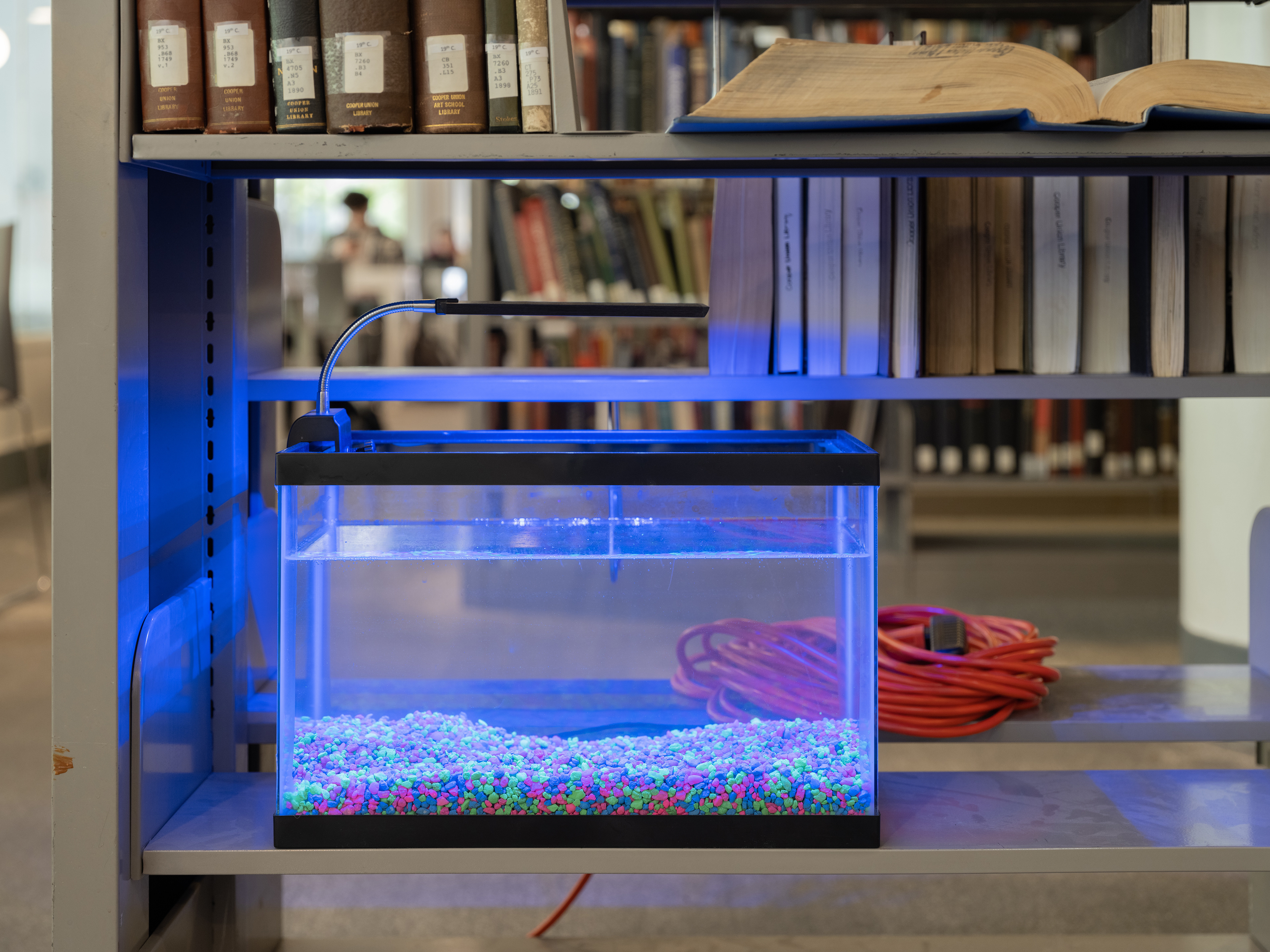'Docile (Labyrinth Organ)' materials: betta fish named Minotaur, water, aquarium, library, light, power grid.