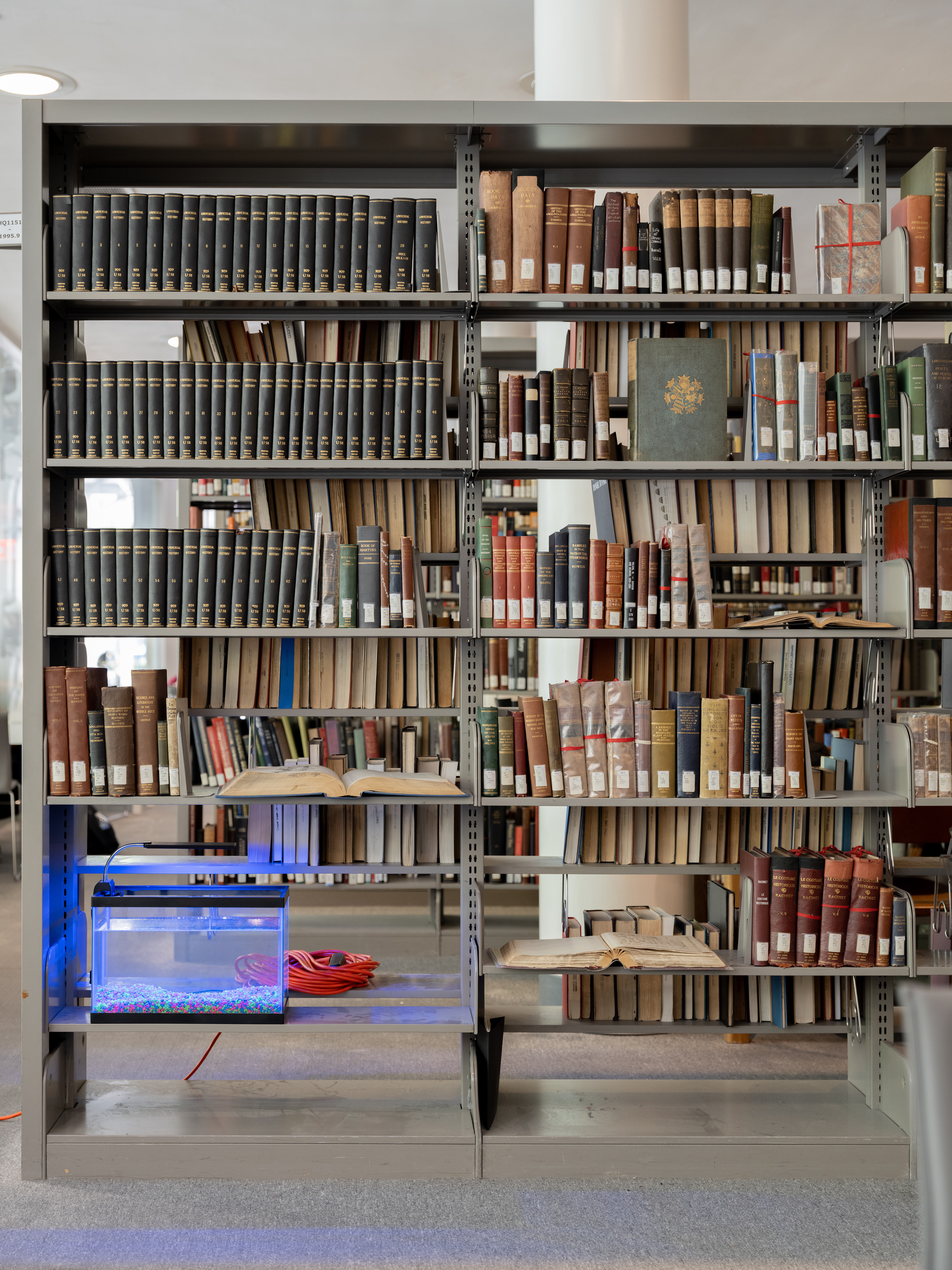 'Docile (Labyrinth Organ)' materials: betta fish named Minotaur, water, aquarium, library, light, power grid.
