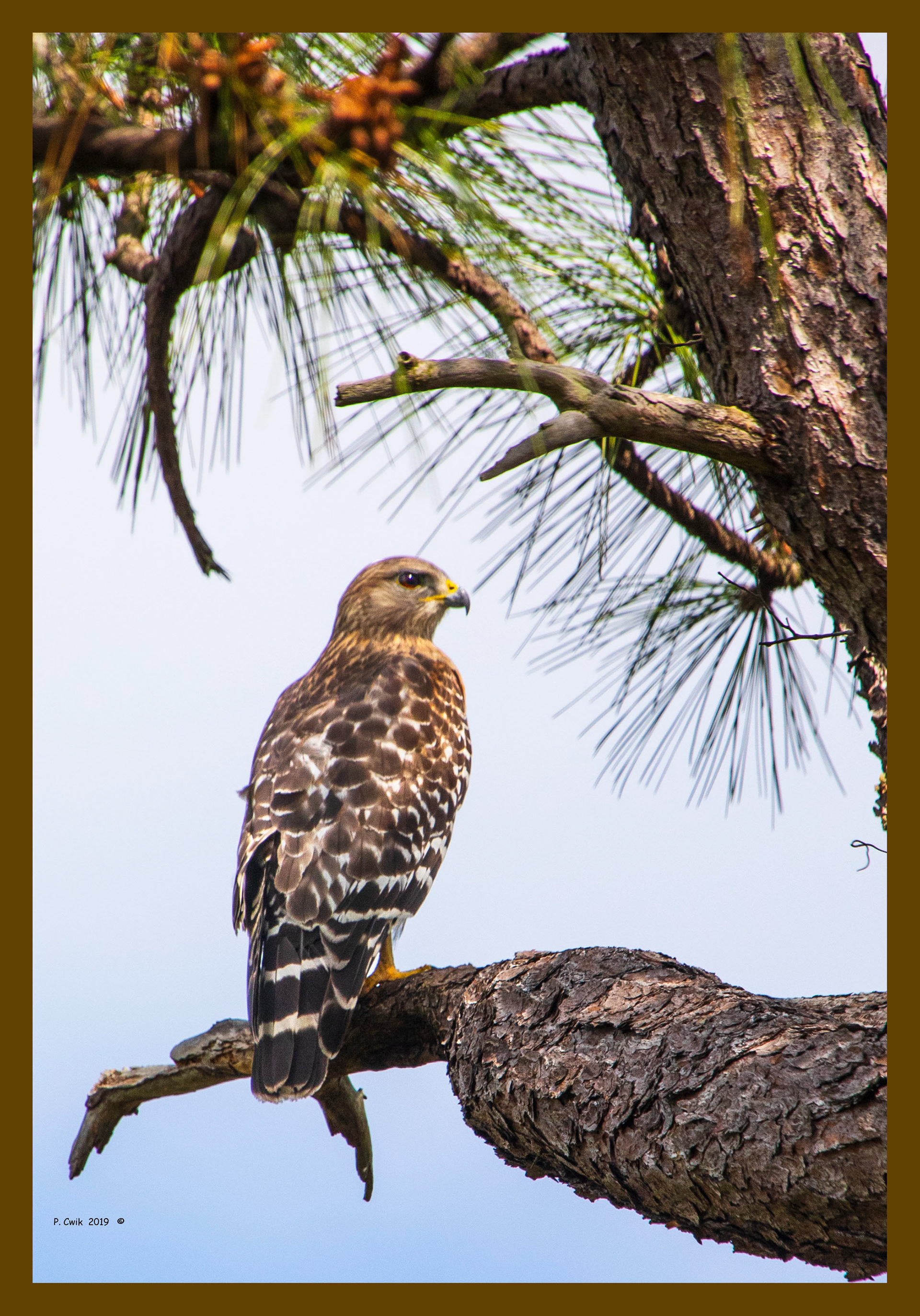 Title: Lookout