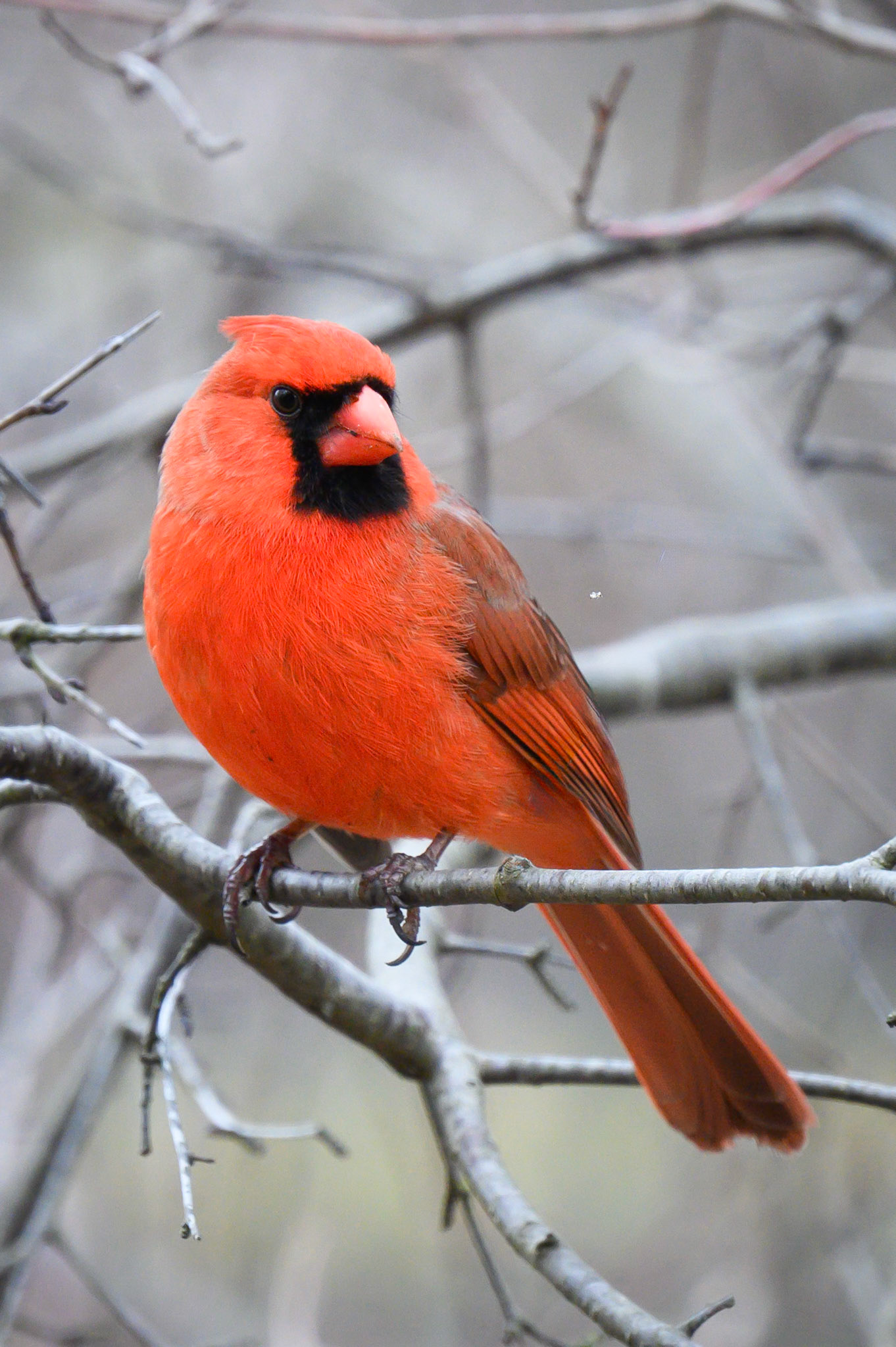 Northern Cardinal