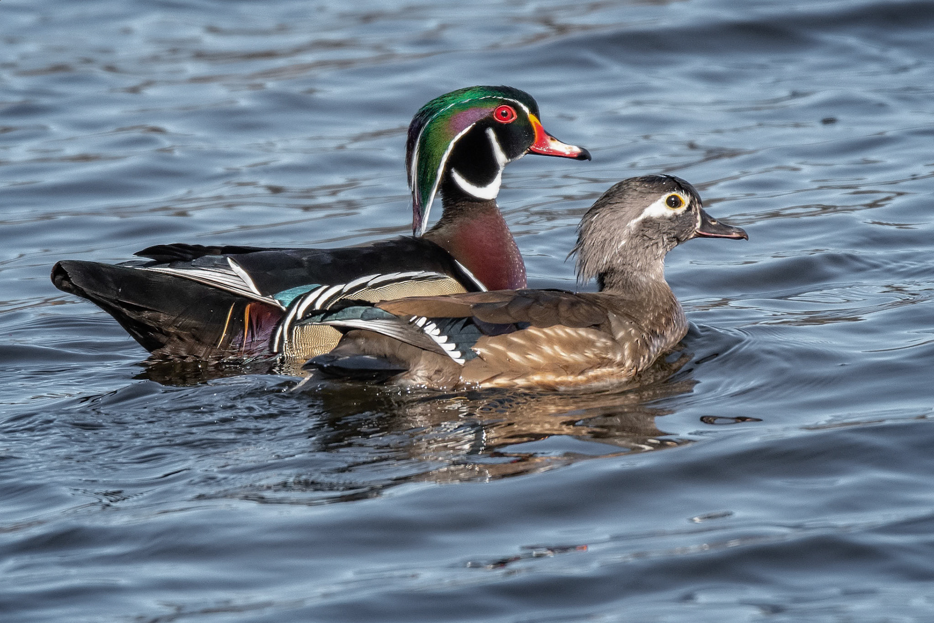 Pair of Wood Ducks