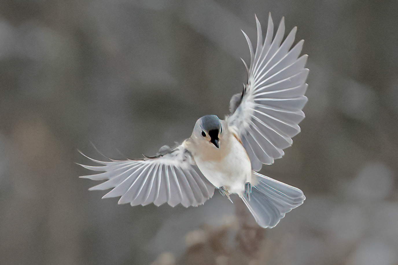 Flying Titmouse