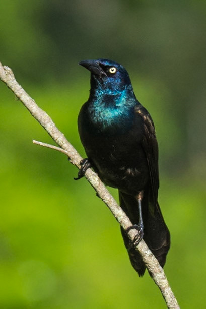 Starling