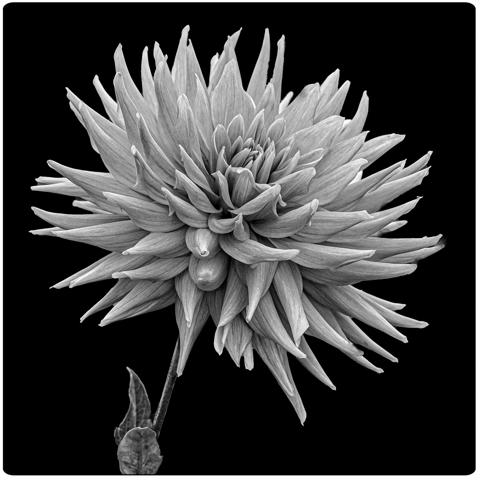 Pointed Dahlia