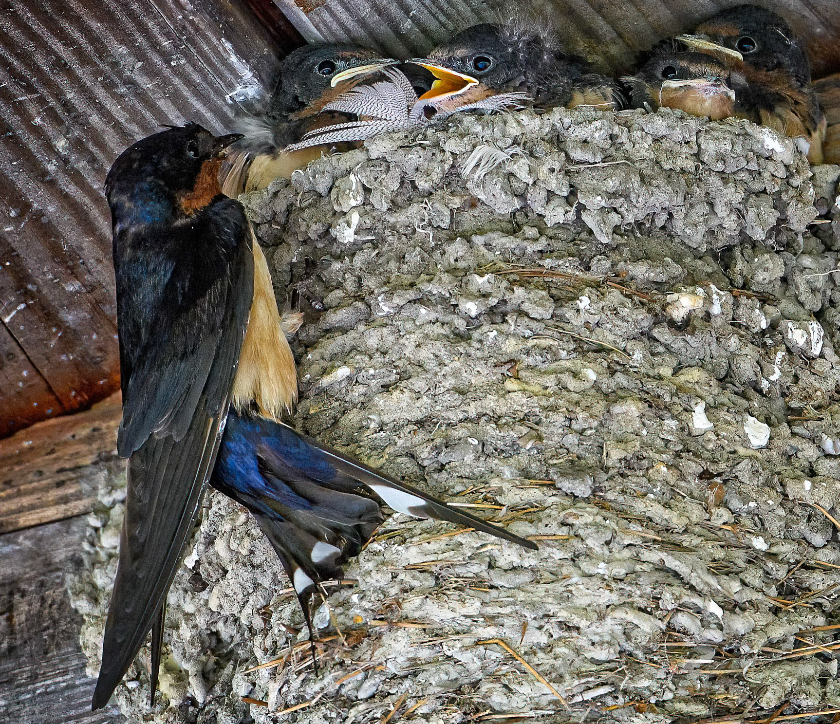 Feeding Time