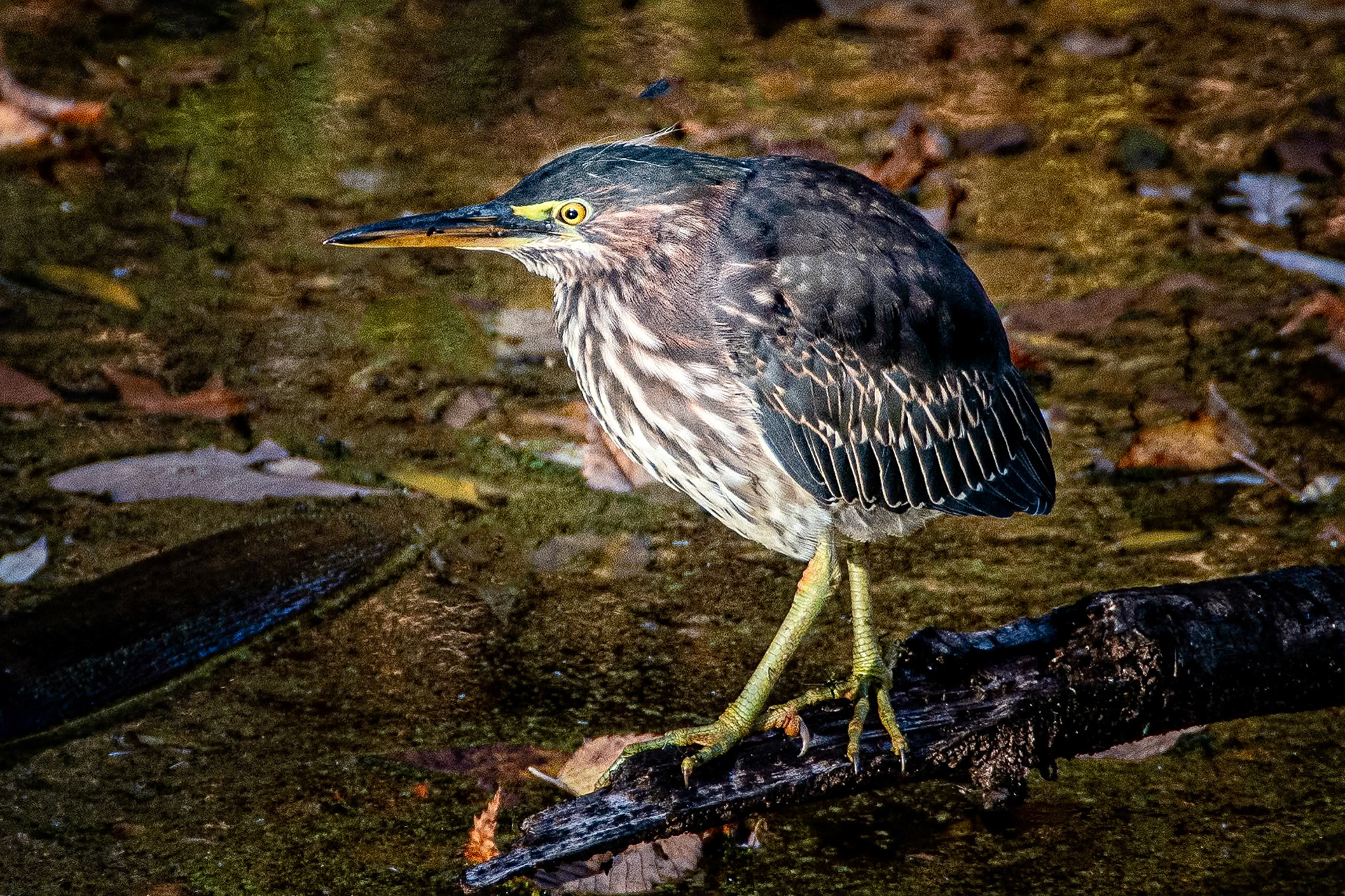 Green Heron 