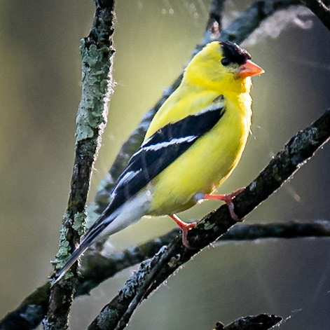 American Gold Finch