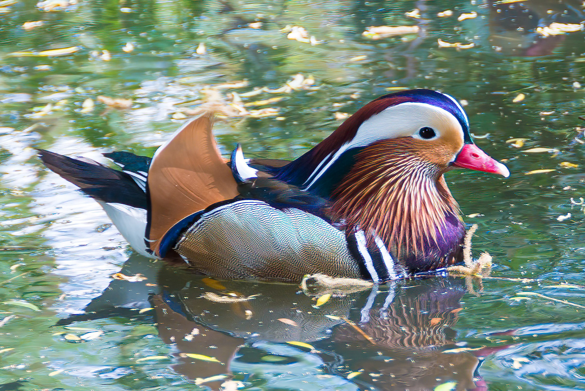 Mandarin Duck