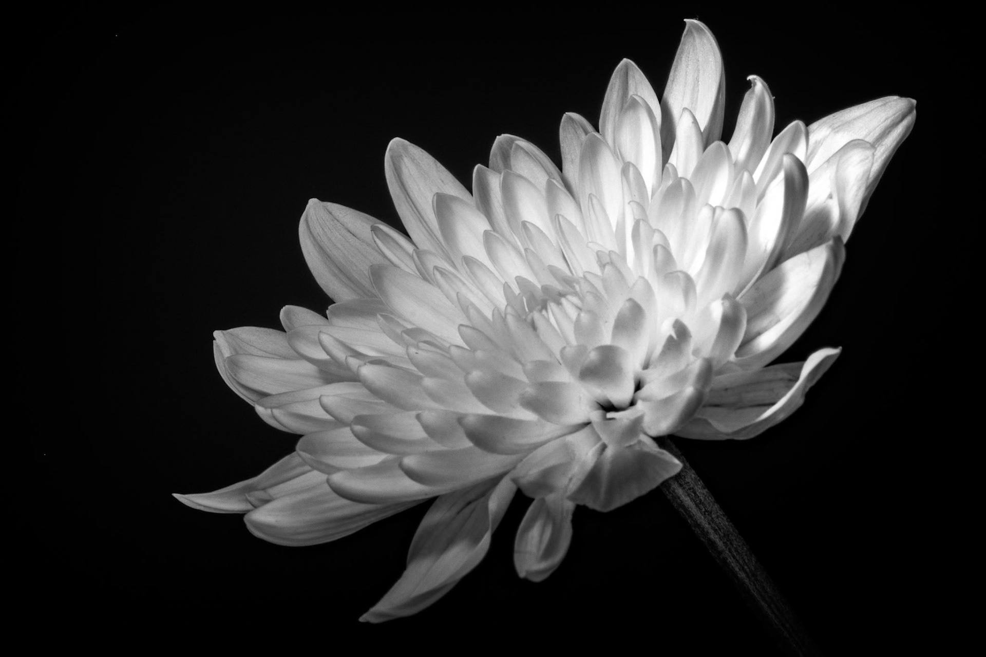 White Flower 1P