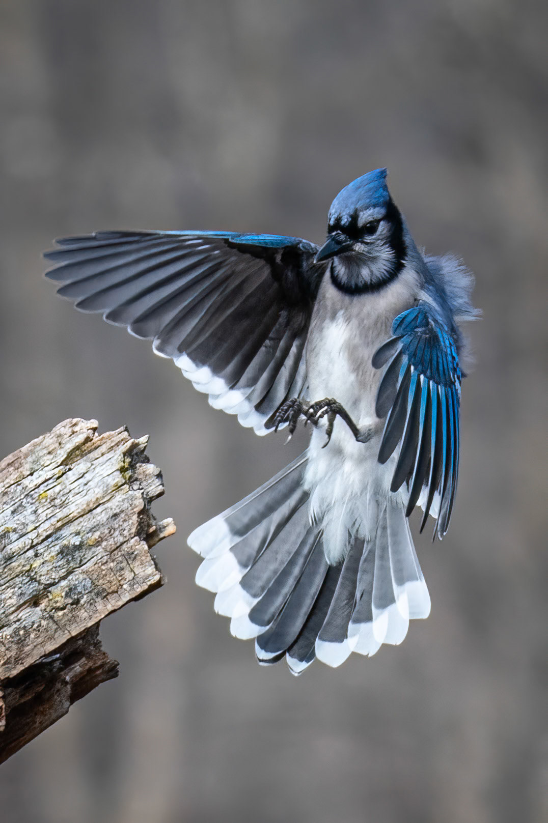 Bulejay Landing