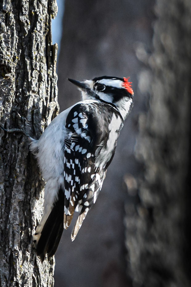 Downing Woodpecker