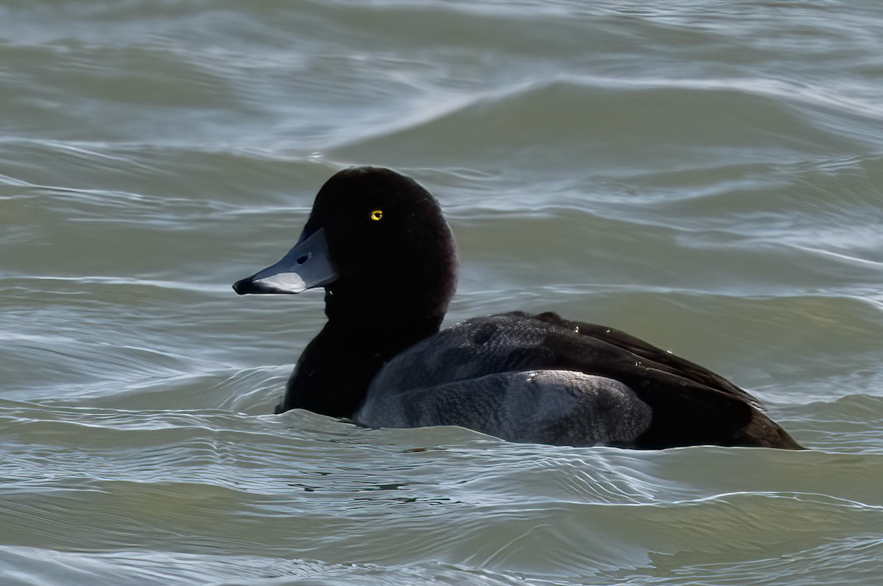 Golden Eye