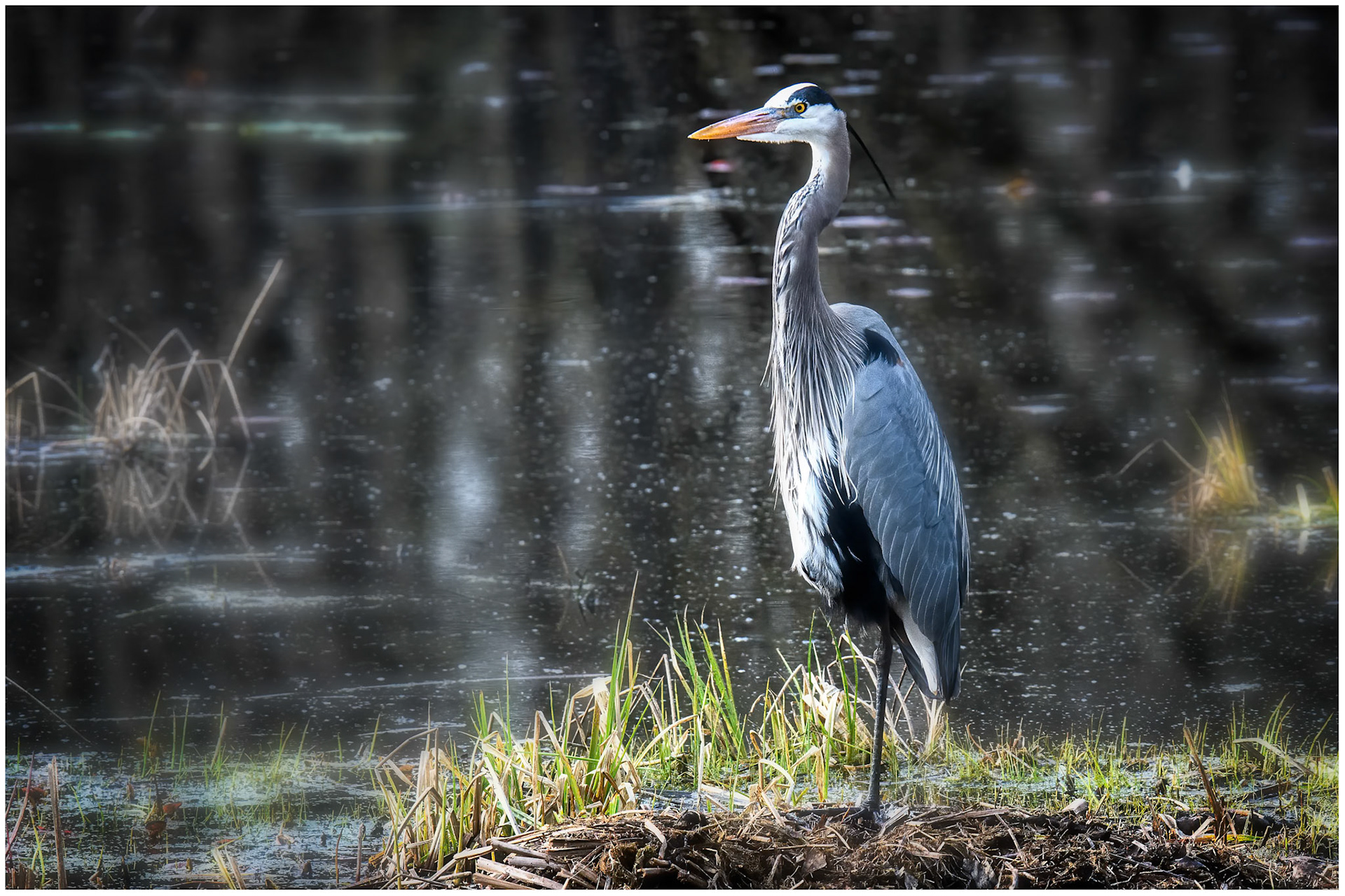 Great Blue Herin