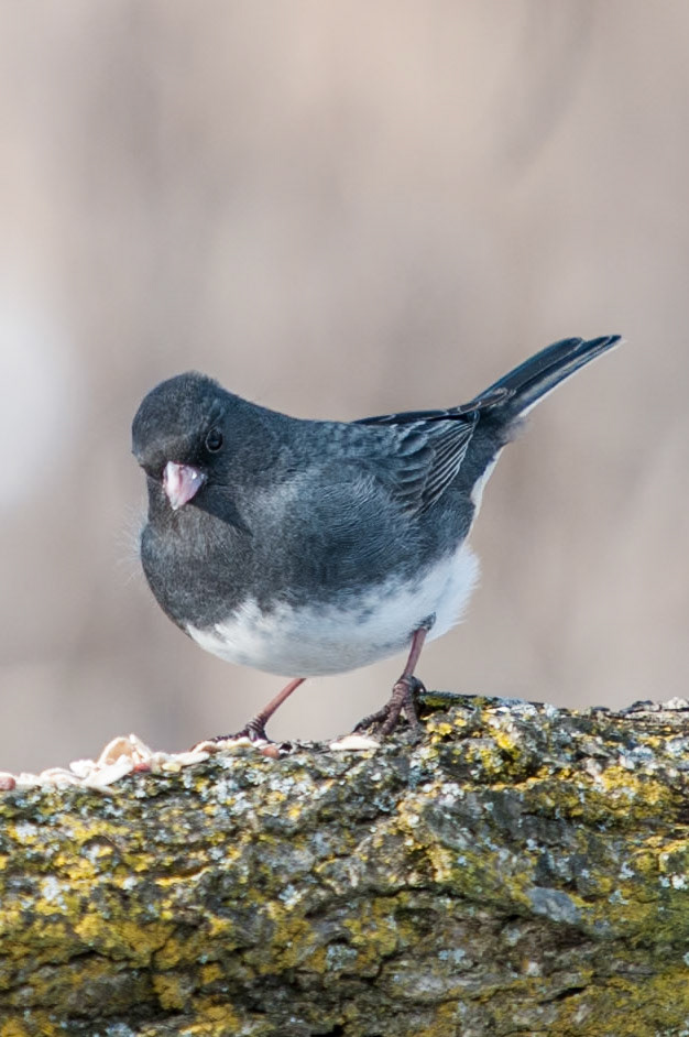 Female Slate Junco