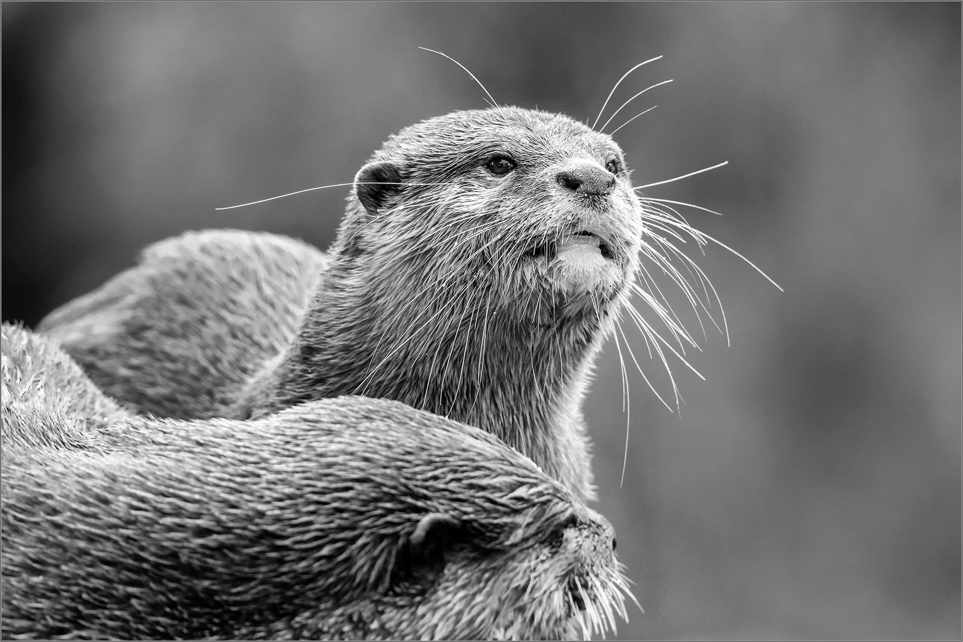 Buddies - Large Format Print - Limited Edition - Steffen Freiling