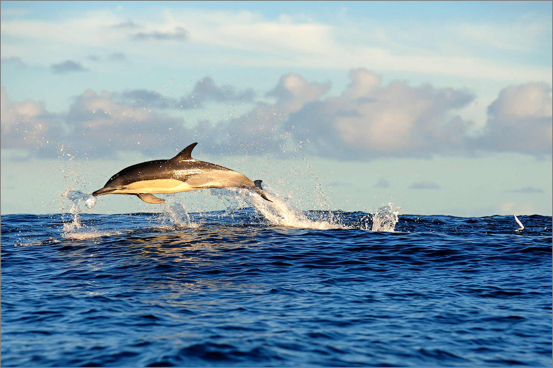 Sad Dolphin - Happy Herring, Atlantic Ocean - Large Format Print - Limited Edition - Steffen Freiling