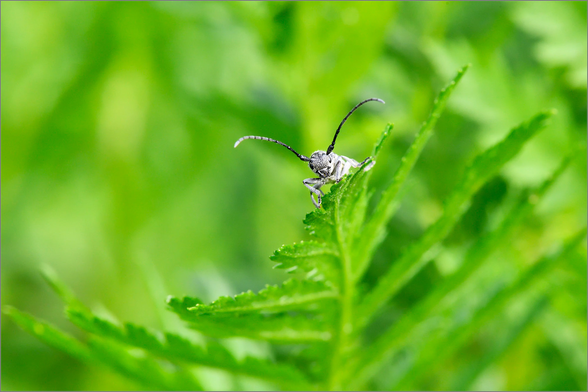 Hug A Bug! - Large Format Print - Limited Edition - Steffen Freiling