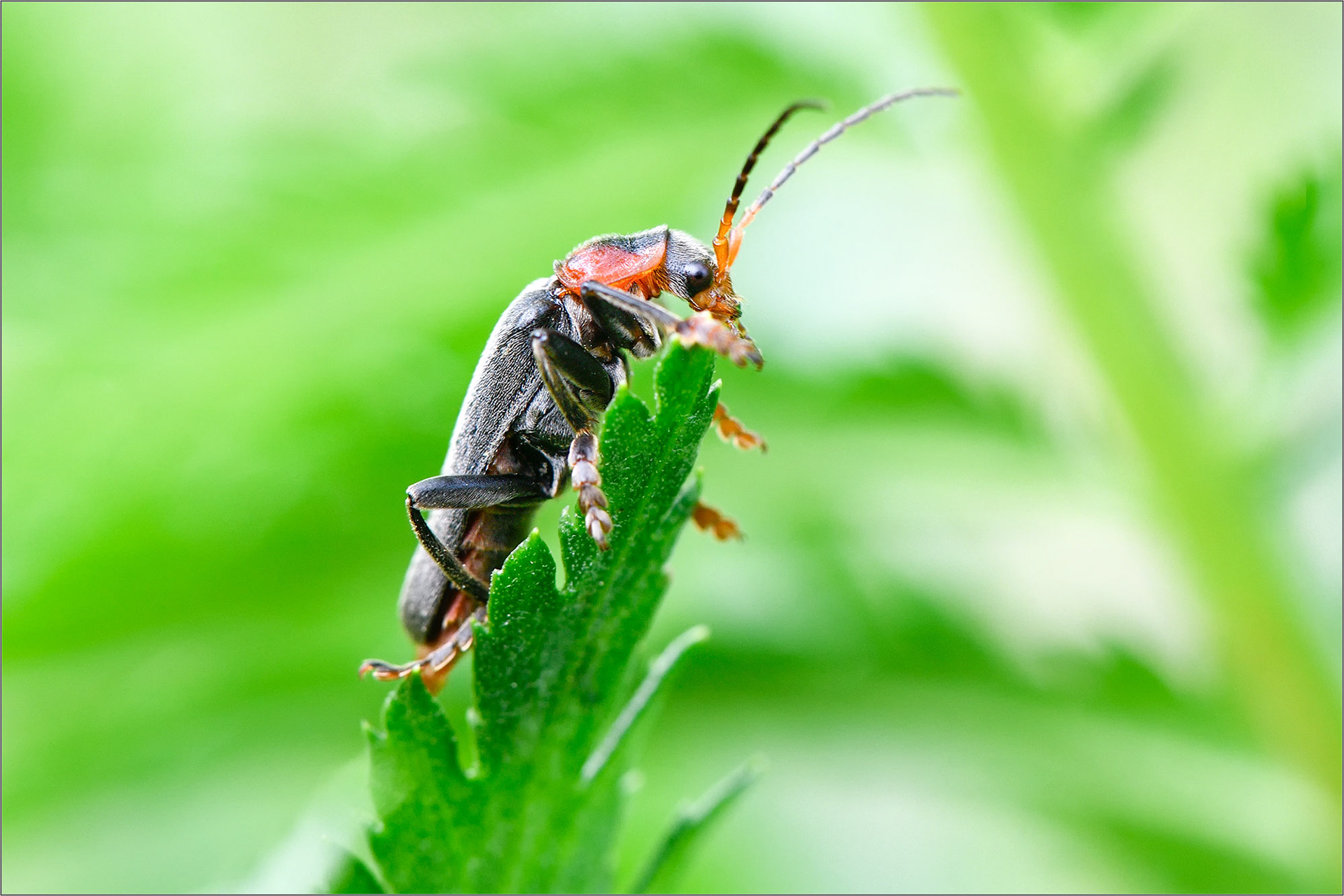 Hug A Bug! - Large Format Print - Limited Edition - Steffen Freiling