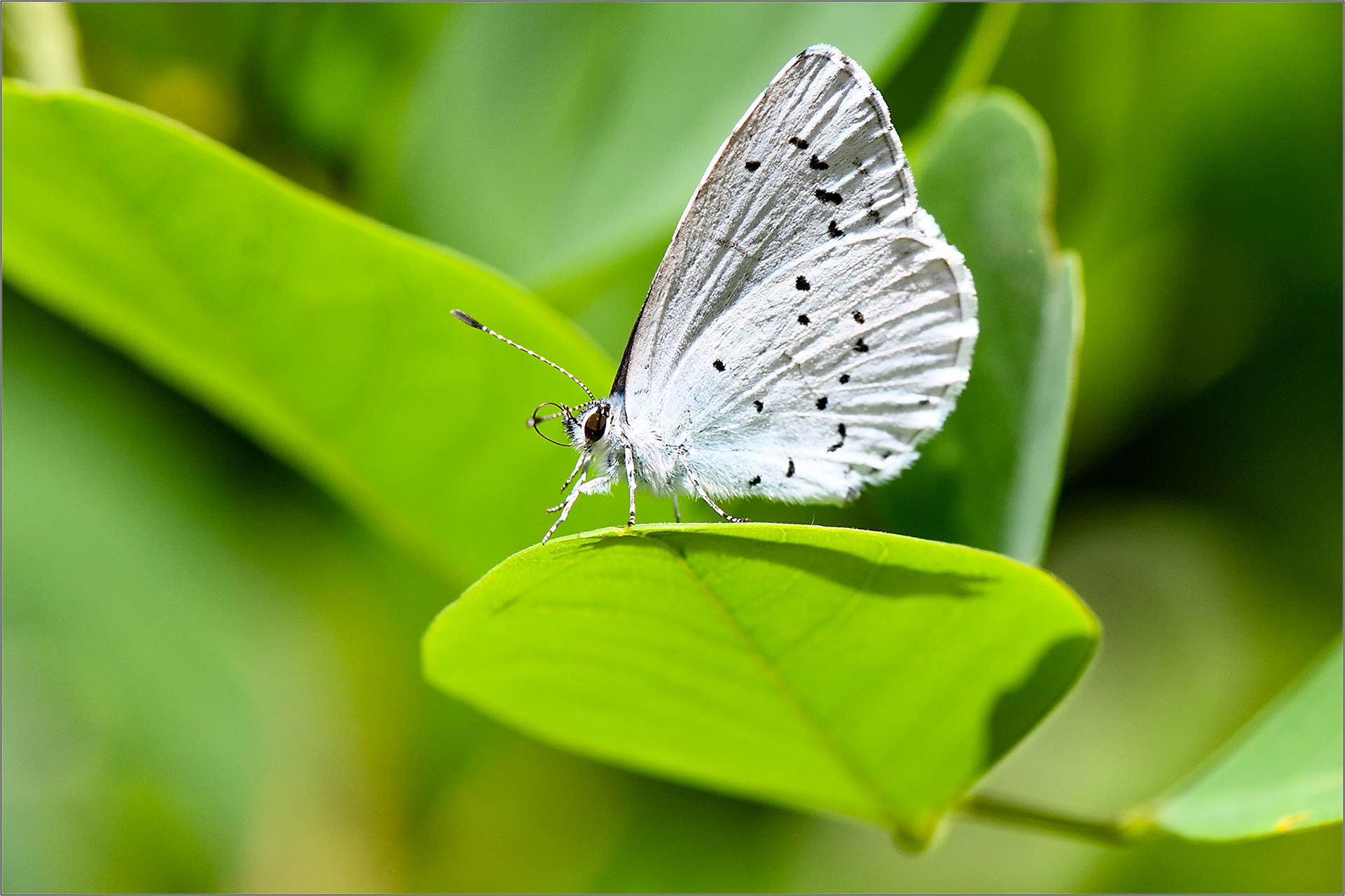 Hug A Bug! - Large Format Print - Limited Edition - Steffen Freiling