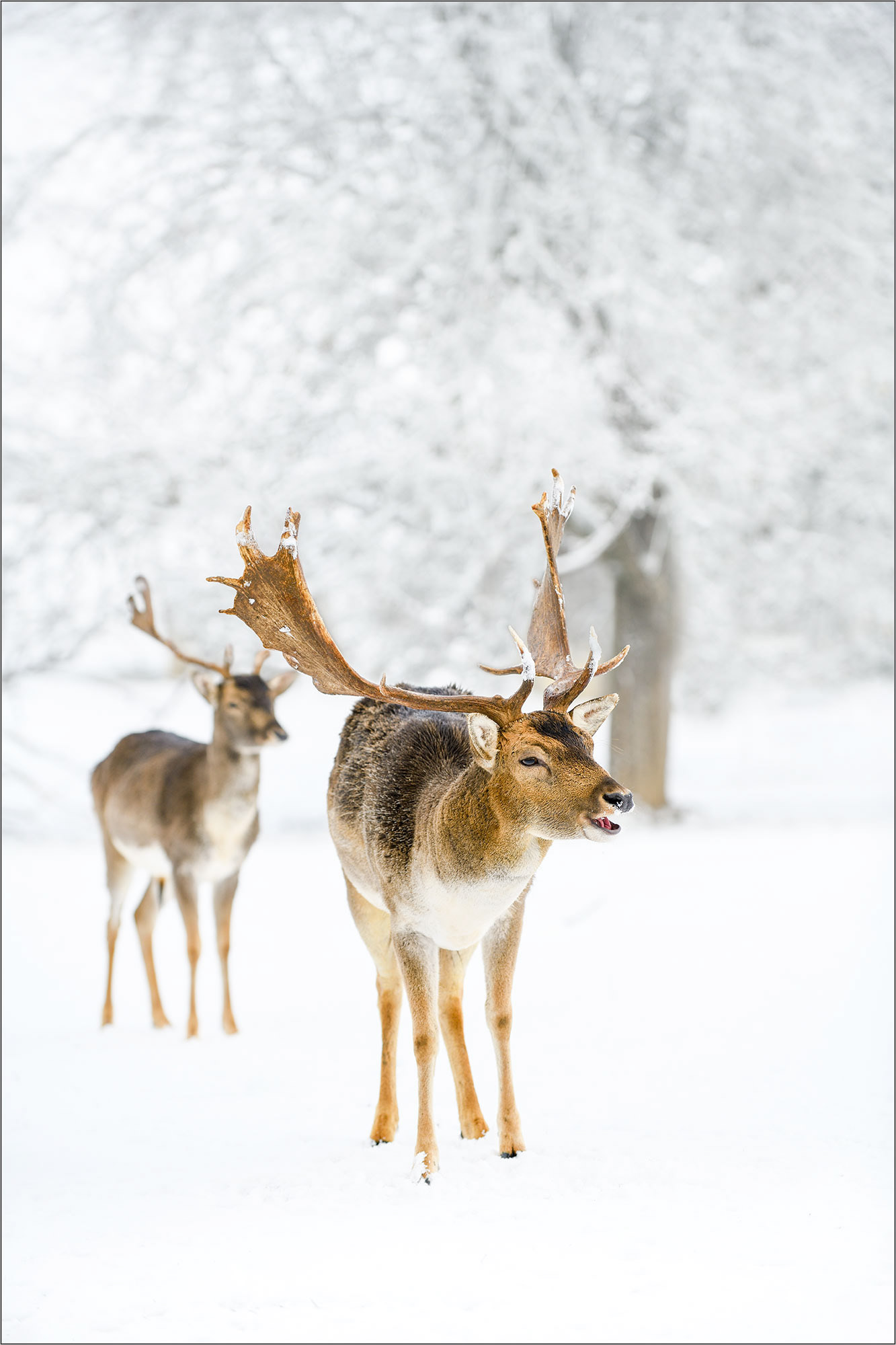 Dear Deers, Black Forest - Large Format Print - Limited Edition - Steffen Freiling