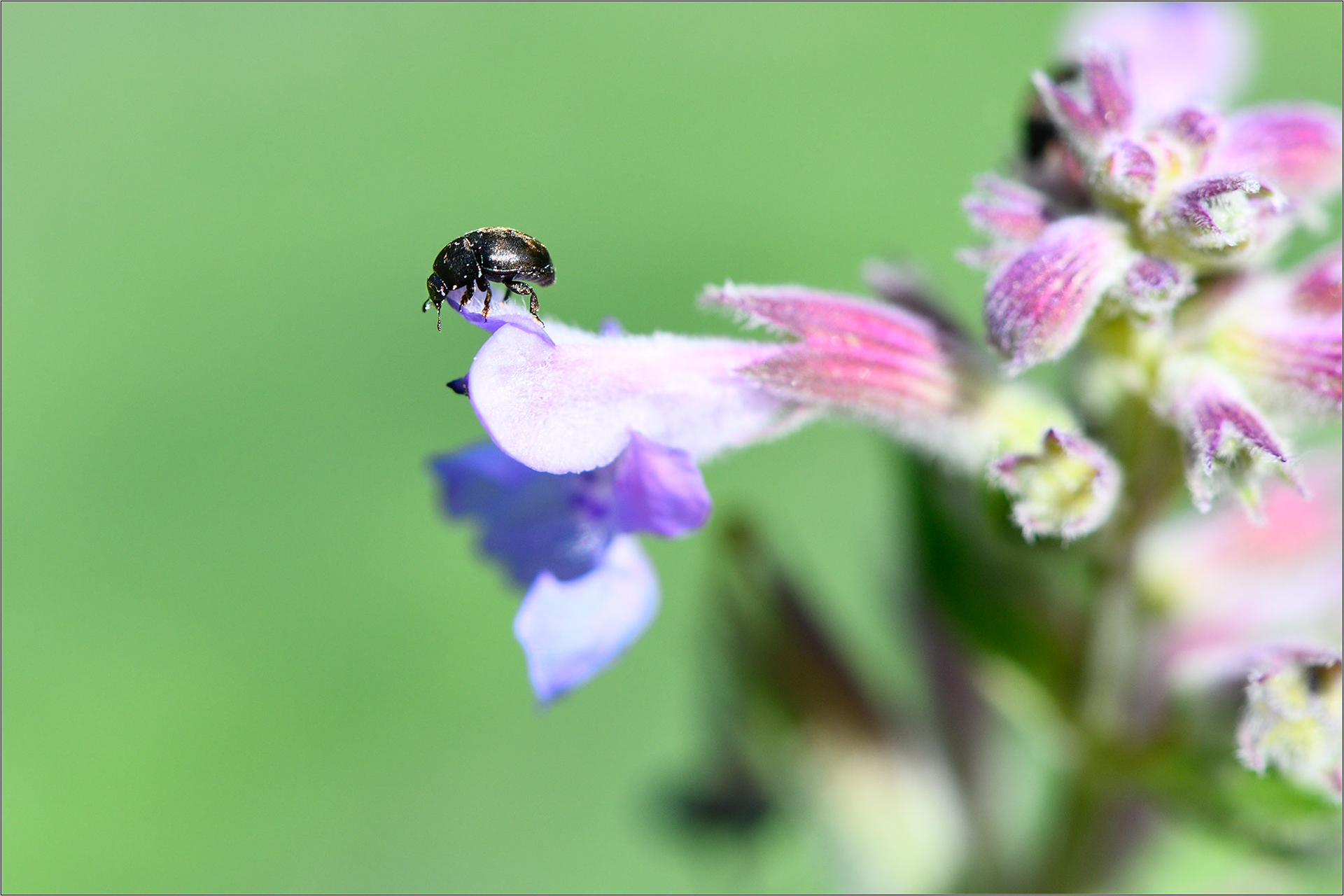 Hug A Bug! - Large Format Print - Limited Edition - Steffen Freiling