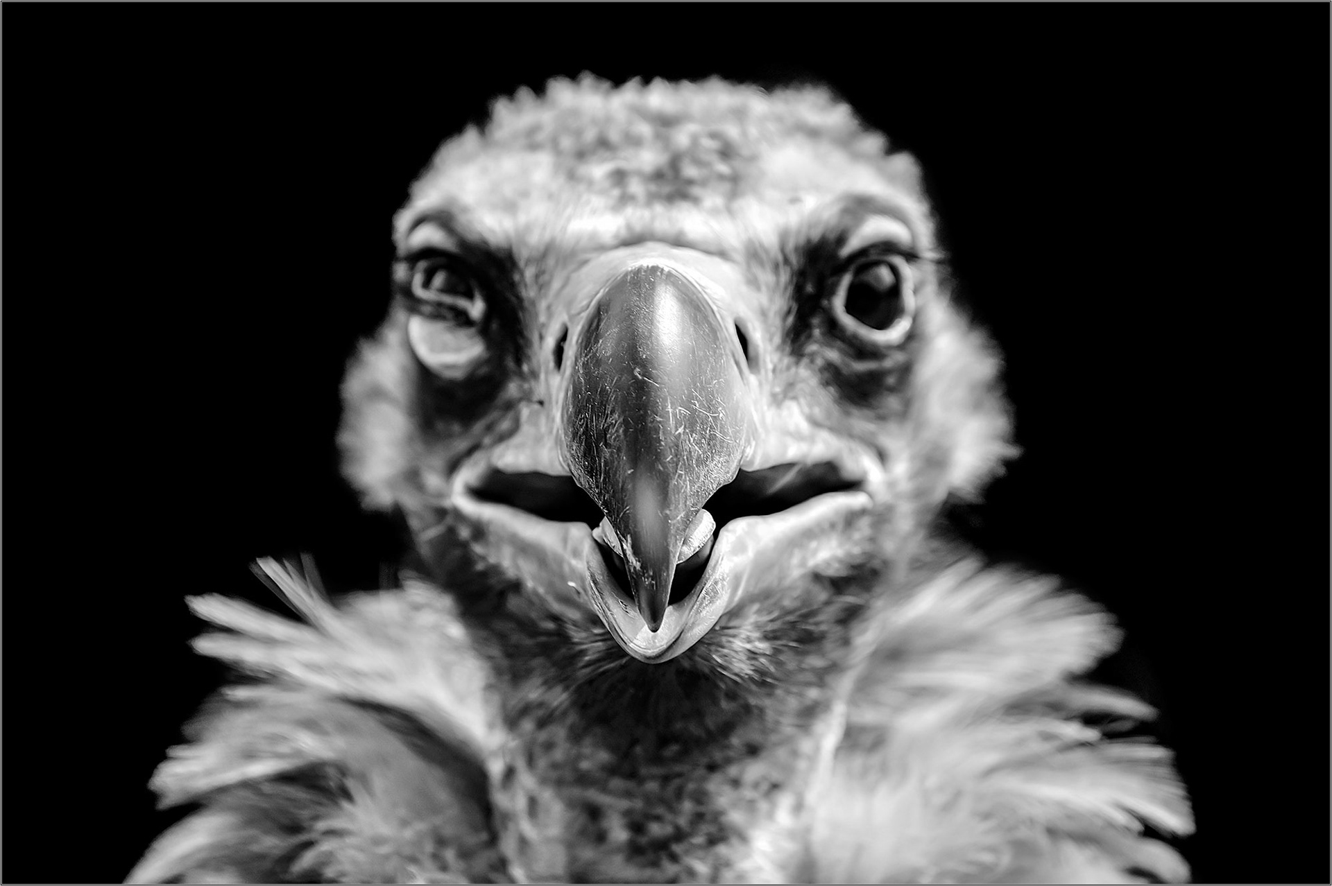 Mug Shot - Large Format Print - Limited Edition - Steffen Freiling