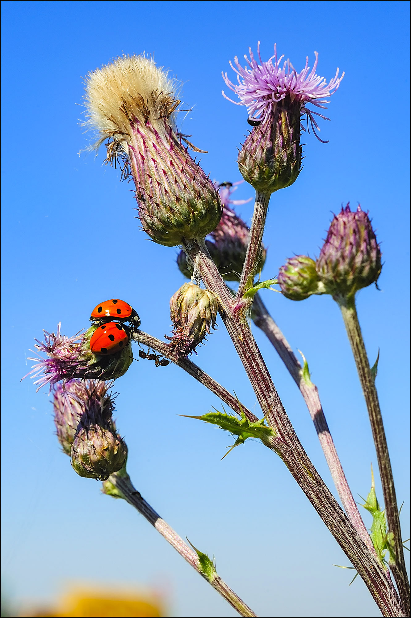 Hug A Bug! - Large Format Print - Limited Edition - Steffen Freiling