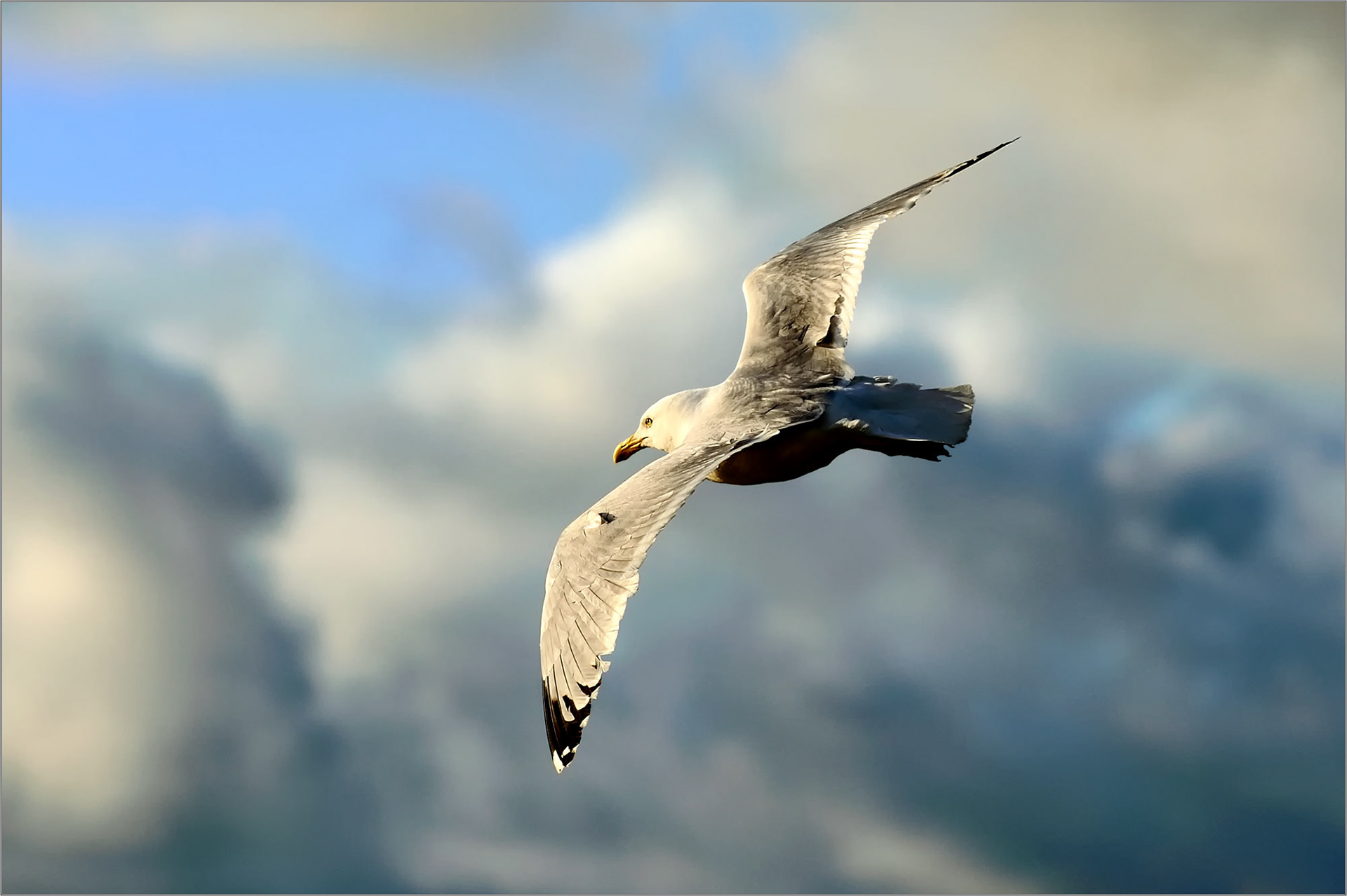 Joy, Seagull, Cornwall, UK - Large Format Print - Limited Edition - Steffen Freiling