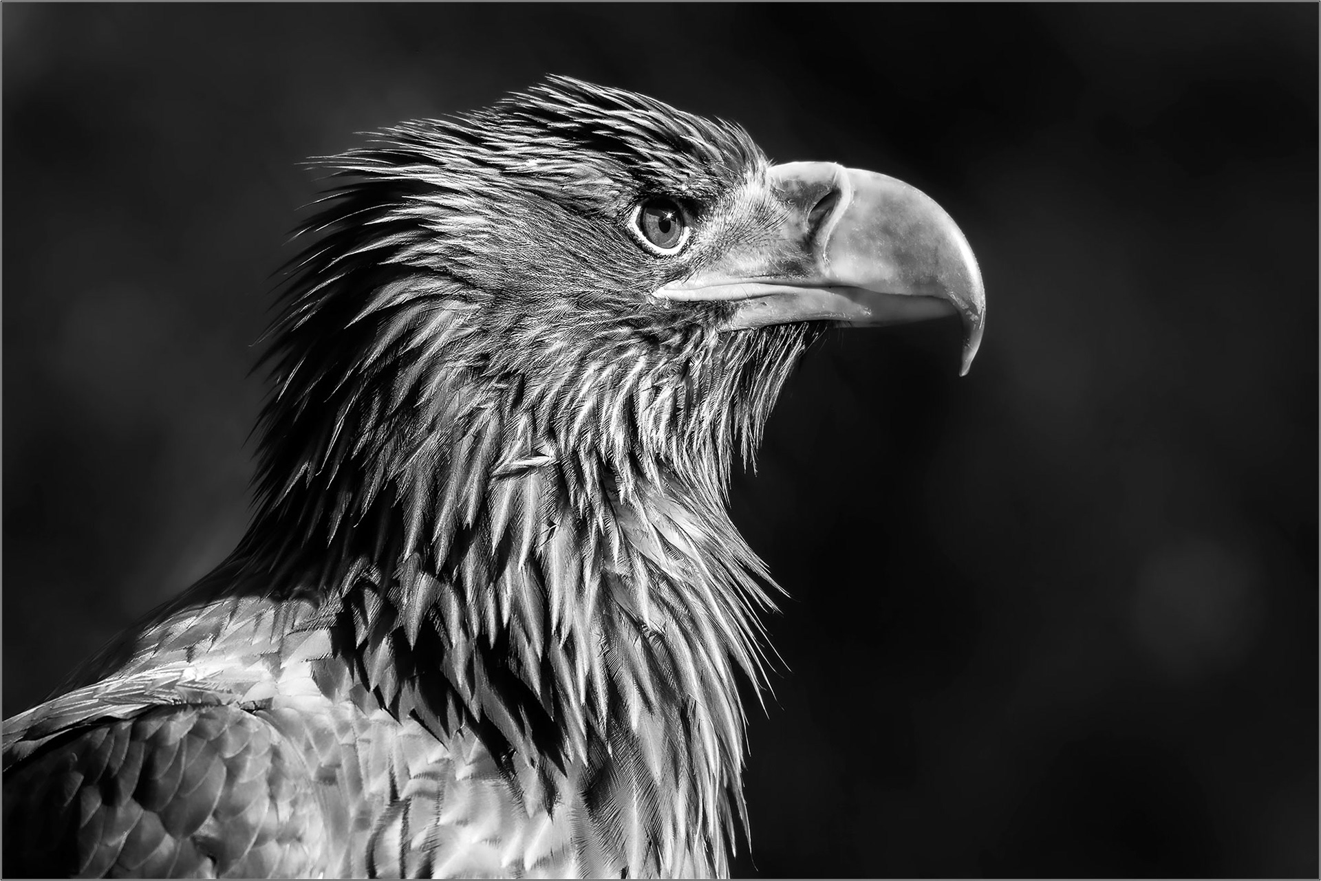Pride - Large Format Print - Limited Edition - Steffen Freiling