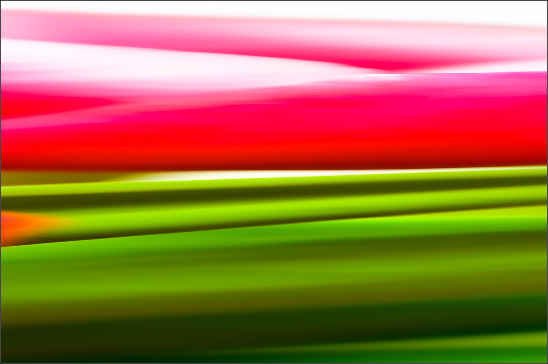 Tulip IV/VI 80 x 53 cm