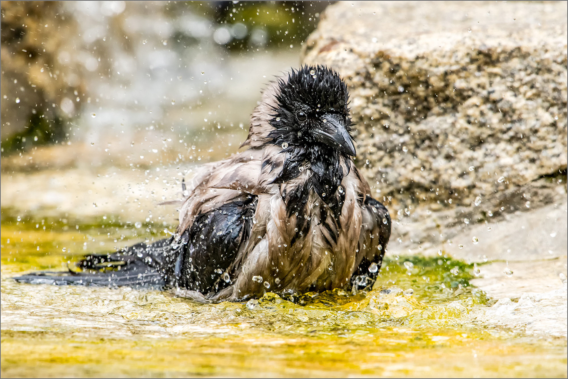 Bath - Large Format Print - Limited Edition - Steffen Freiling
