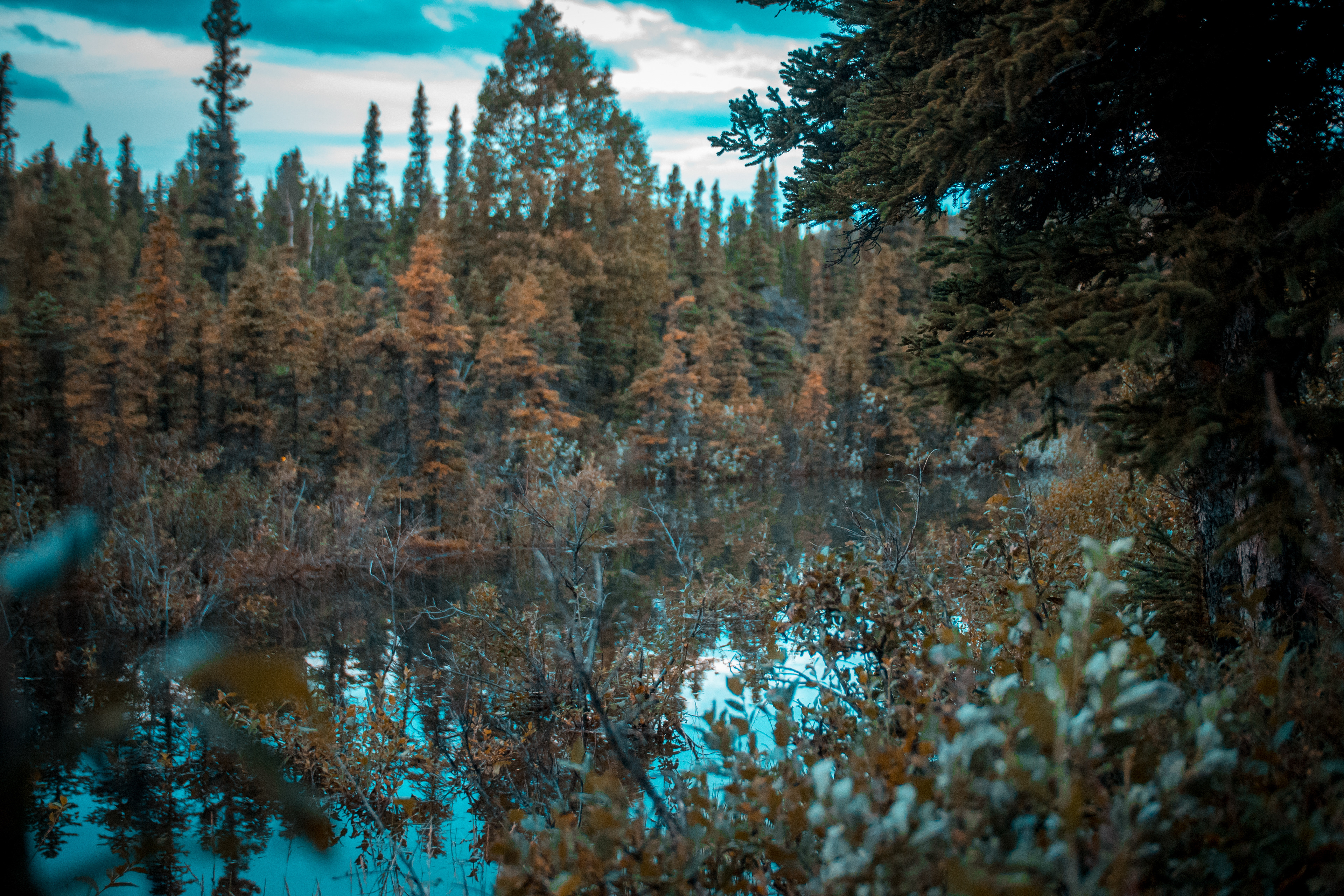 03 Into the Wild