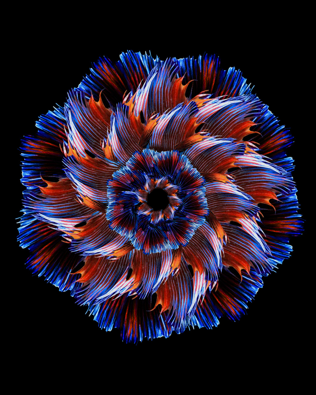 05 BETA-CARNATION