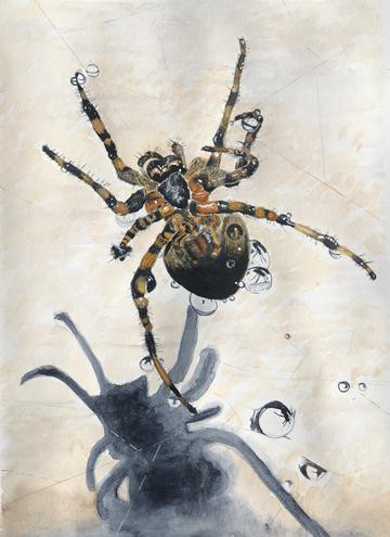 Water Spider