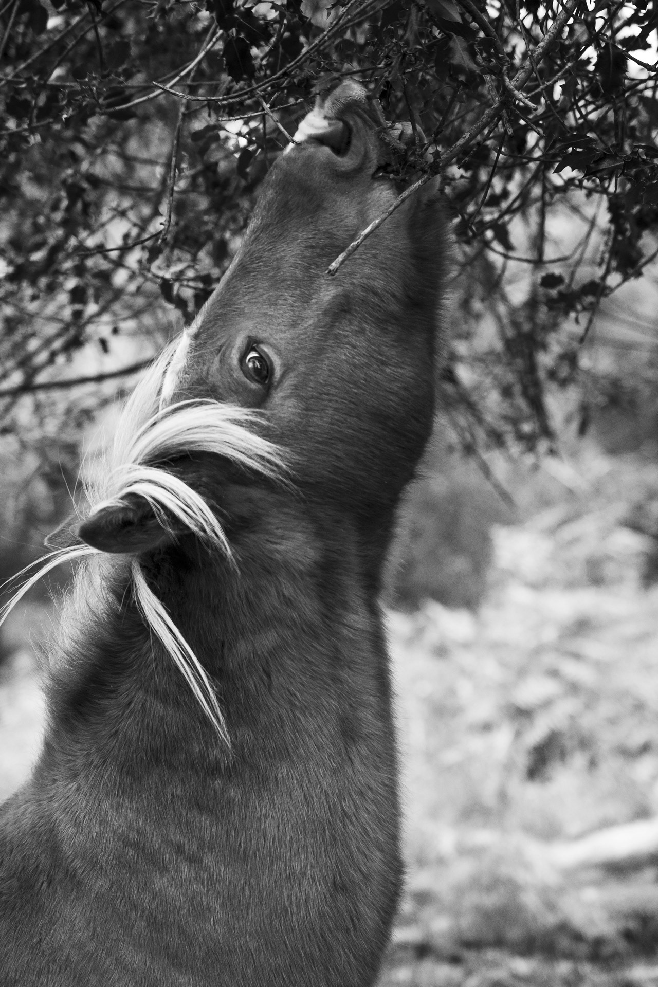 Gourmandise New Forest