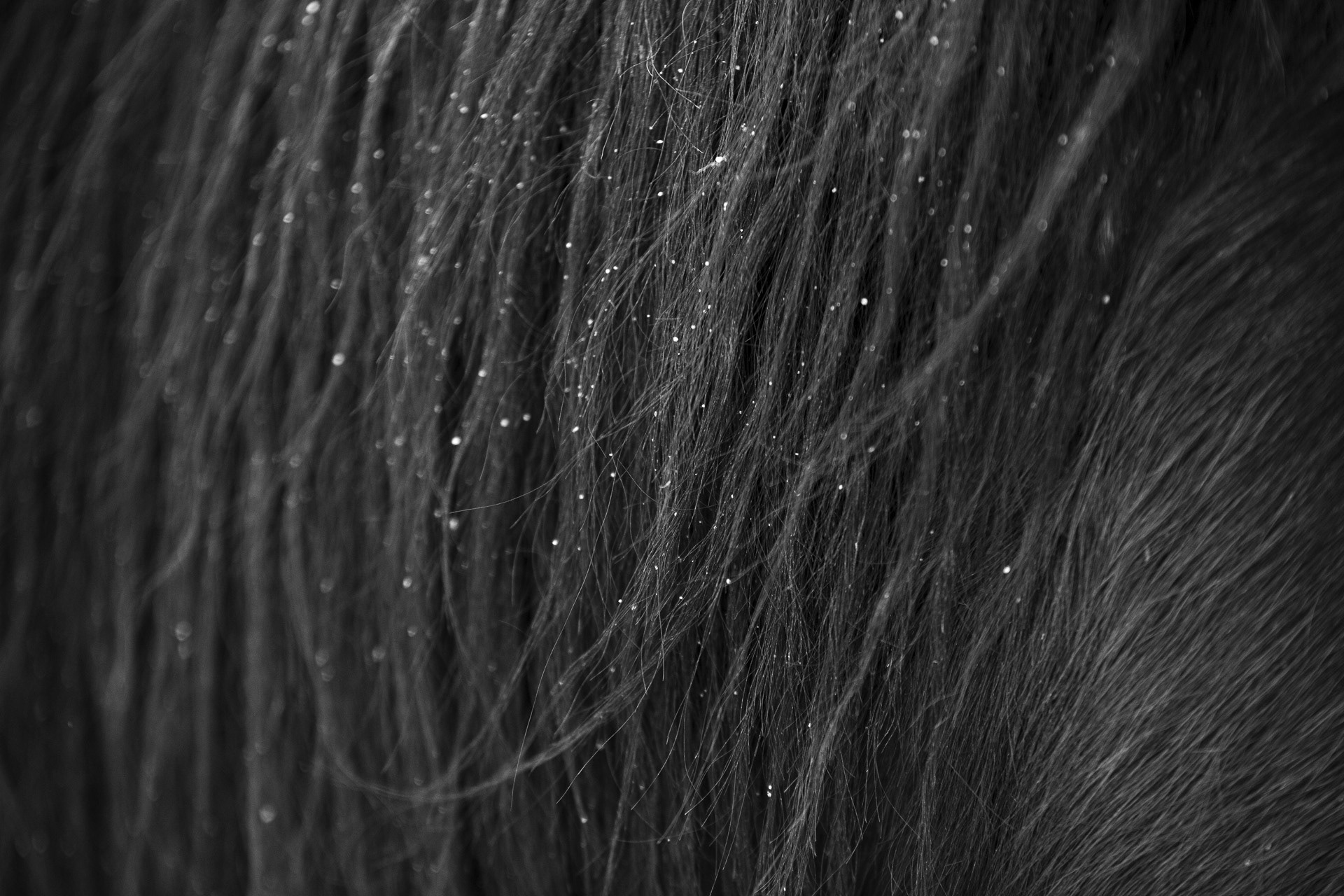 Flocons blanc sur crins noirs