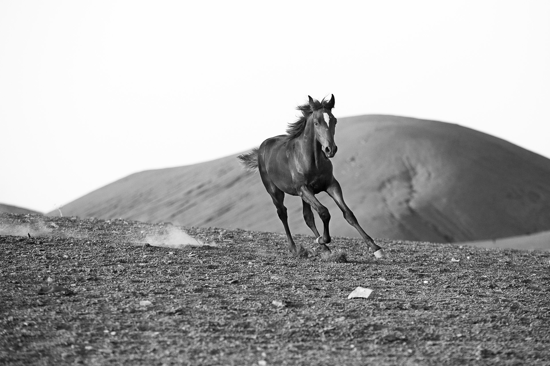 Petit galop dans le désert