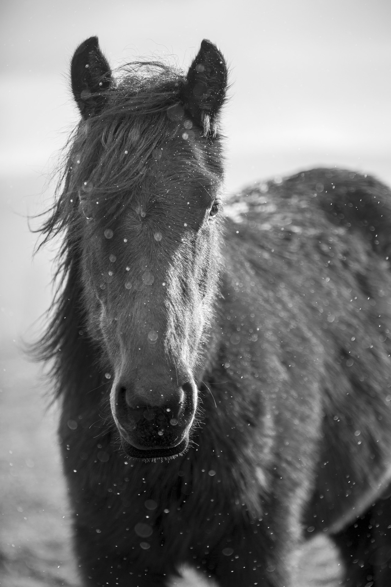 Auvergne sous la neige