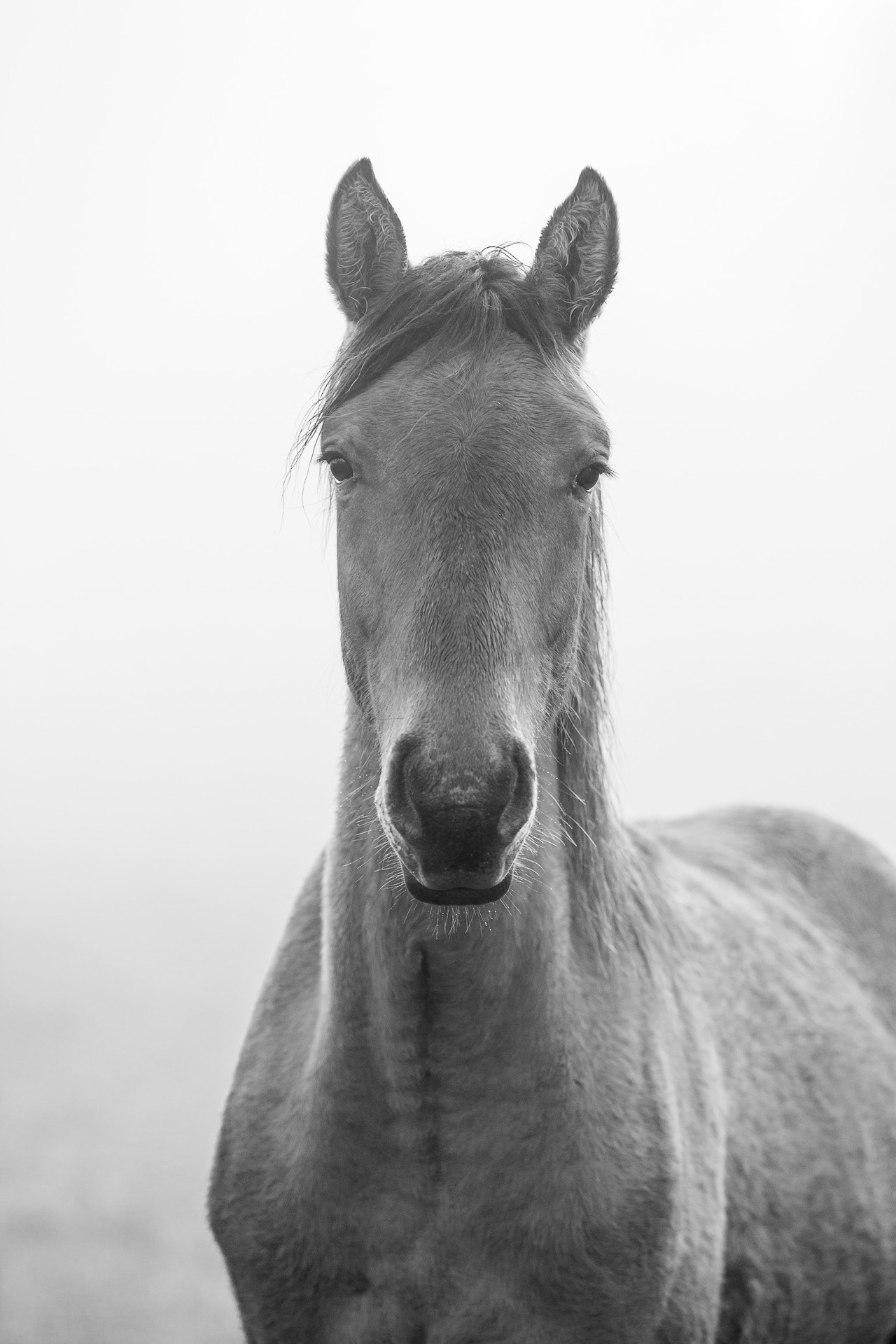 Portrait dans le brume