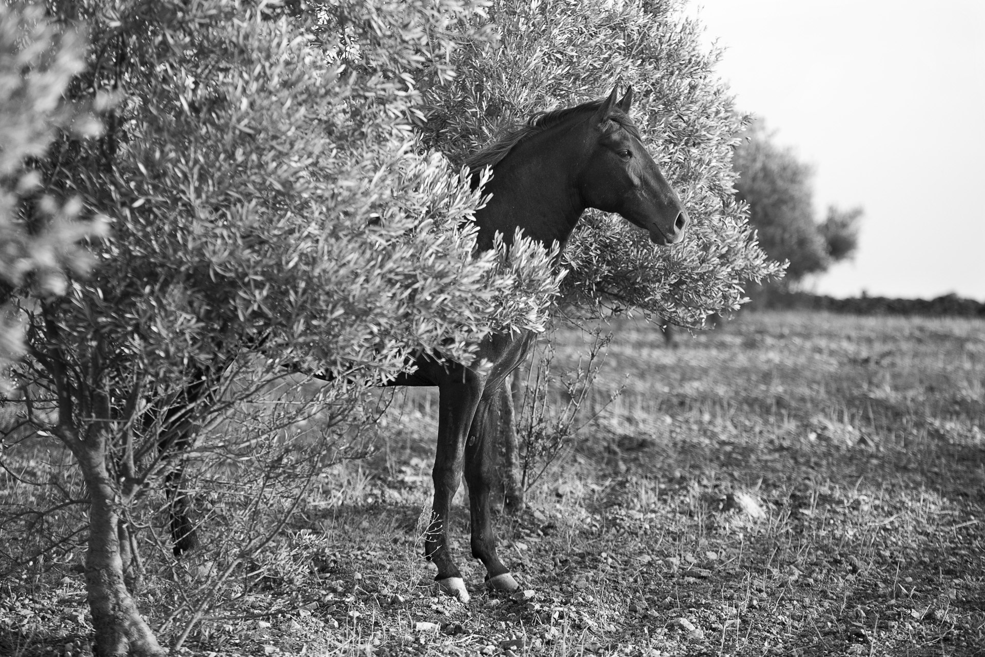 Sortie de l'arbre sacré