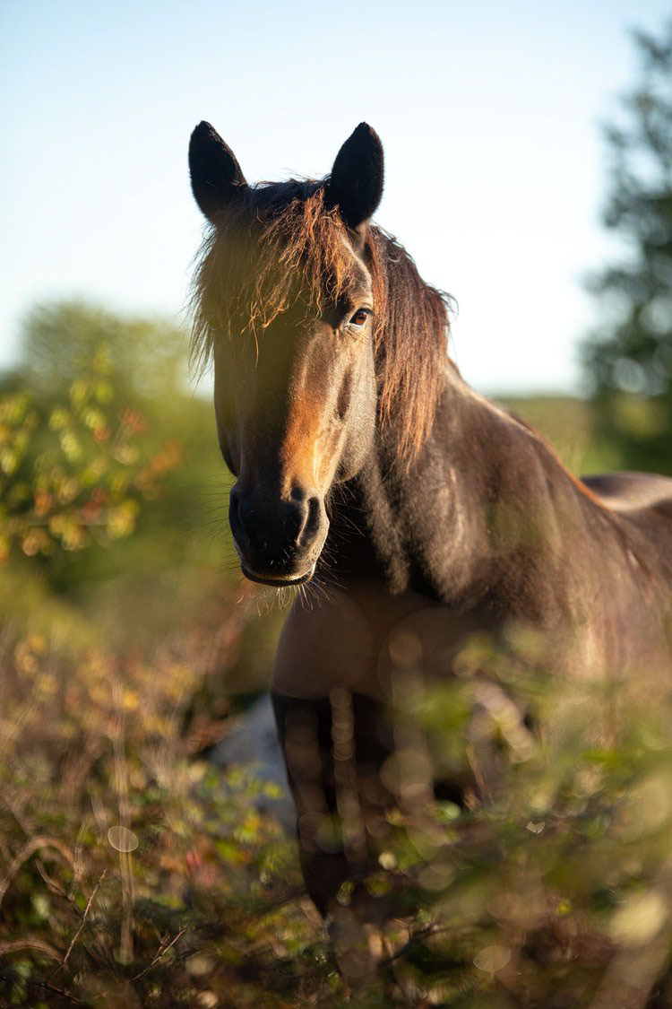 Portrait cheval nature