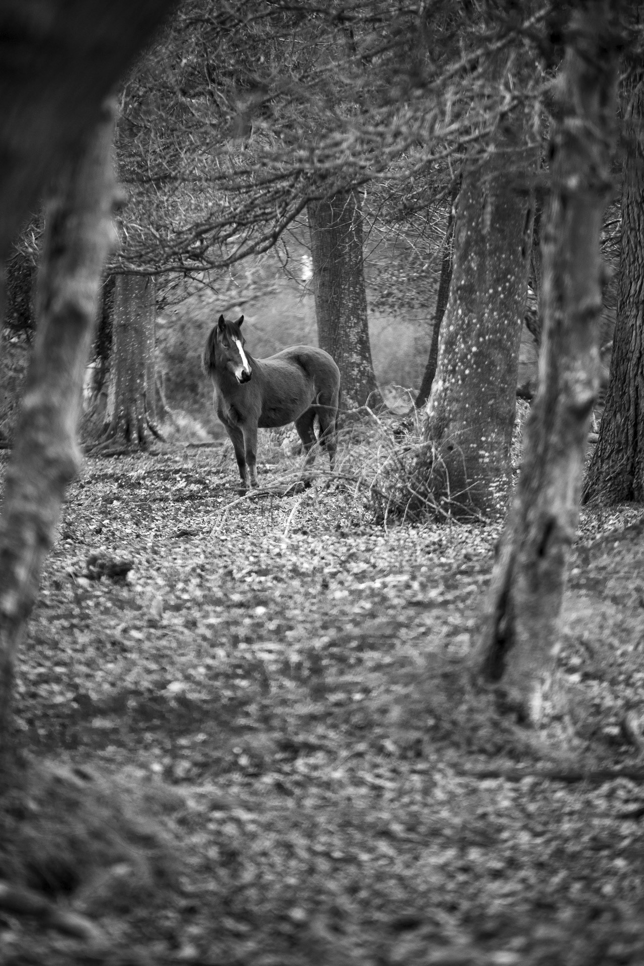 Dans les New Forest