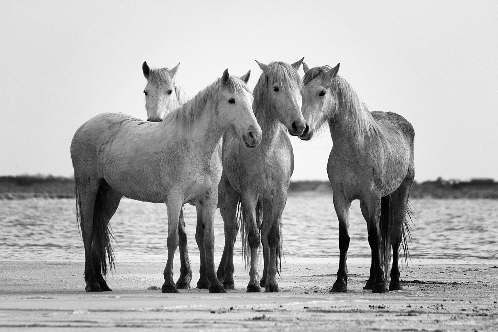 Quatre jument sur table de sel