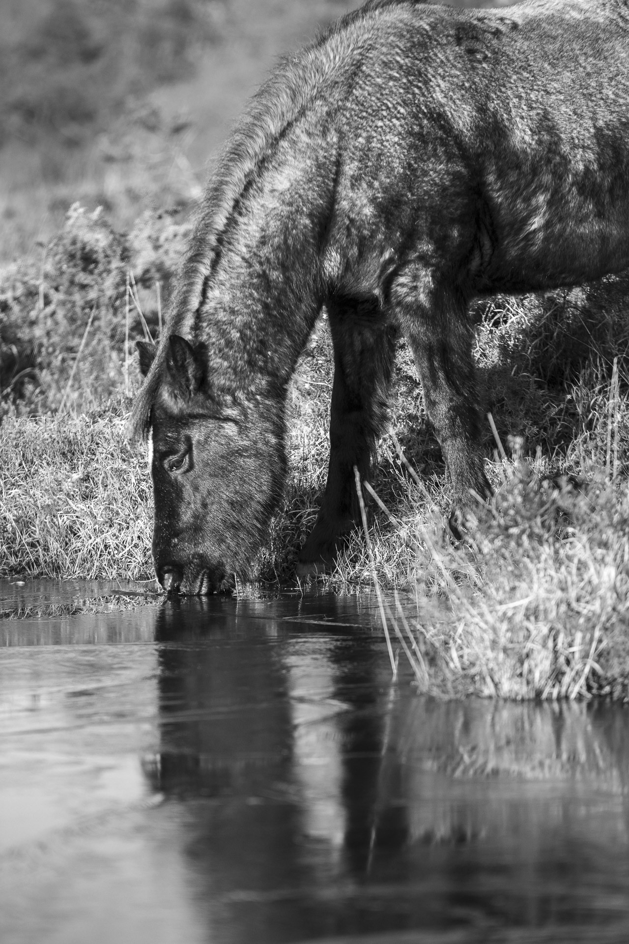 Boire à travers la glace