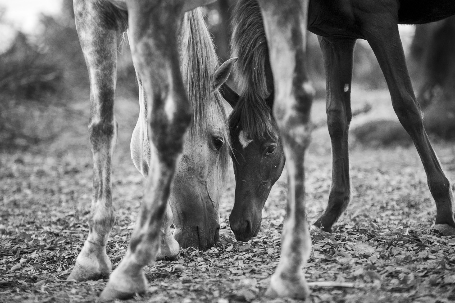 En forêt de Benslimane