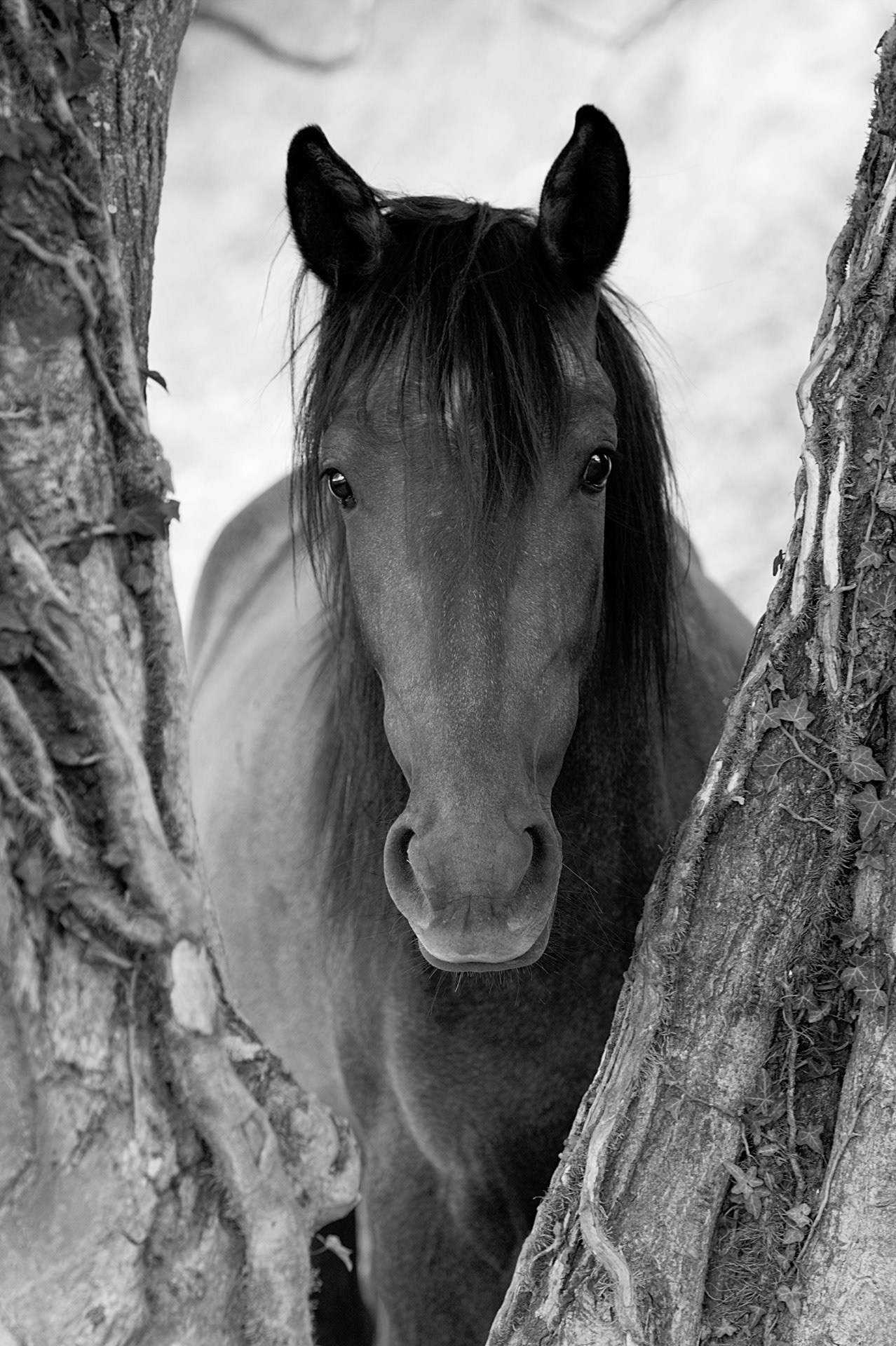 Portrait en V