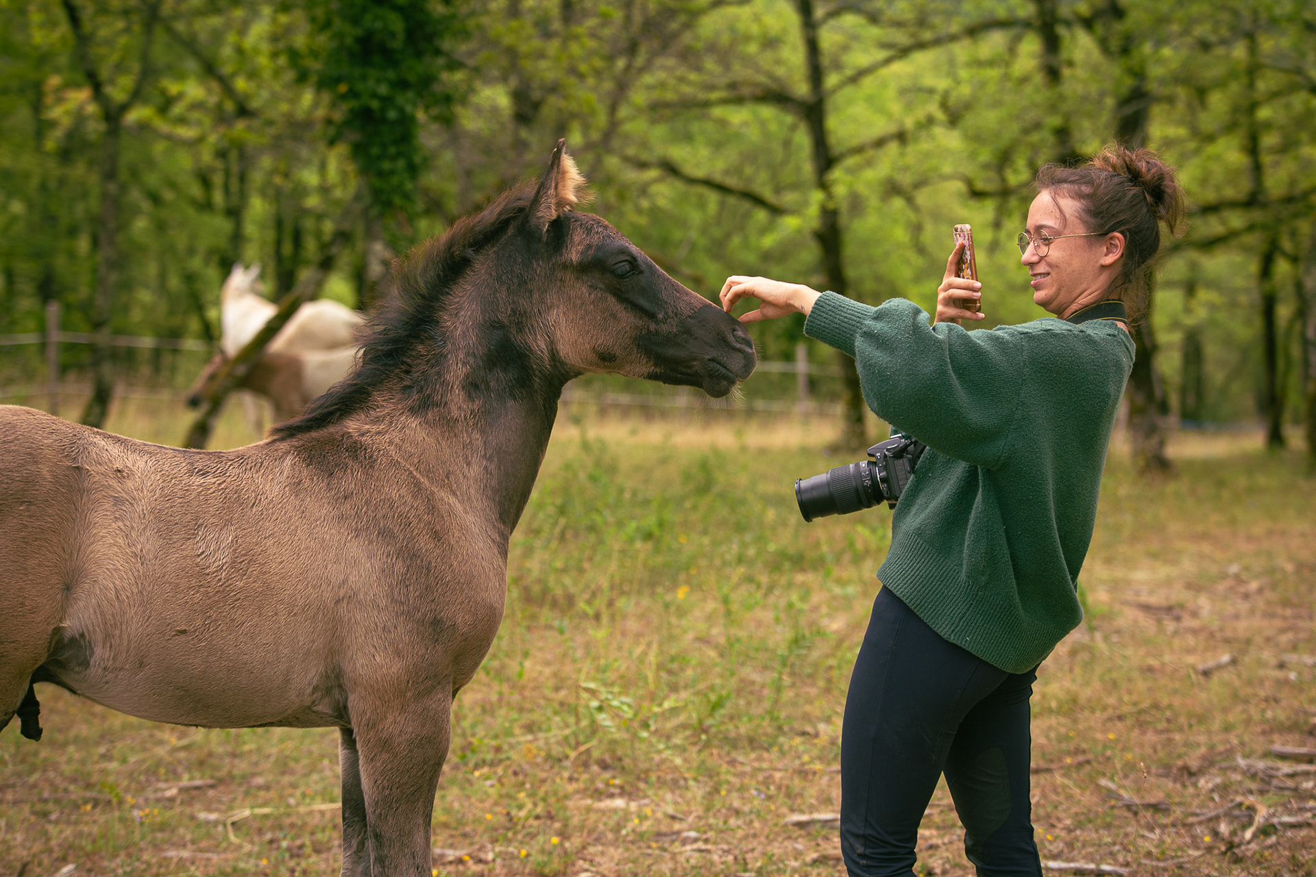 Atelier photographie chevaux
